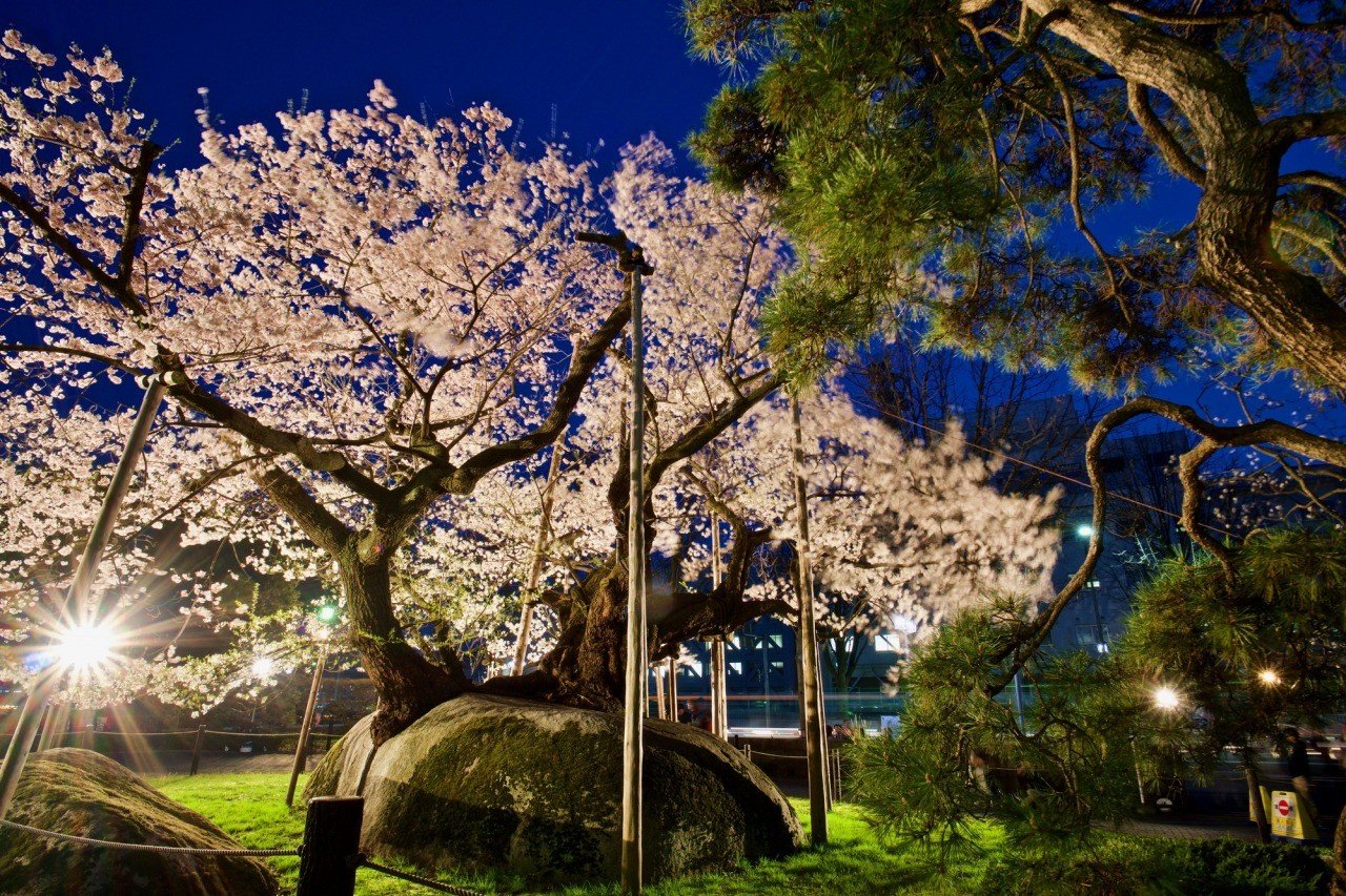 🌳 바위깨기 벚나무 (이시와리자쿠라) 이미지 1